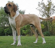 Imagen de Fila Brasileiro