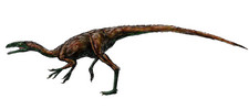 Imagen de Coelurus