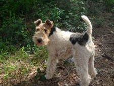 Imagen de Fox Terrier de Pelo Duro