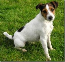 Imagen de Fox Terrier de Pelo Liso