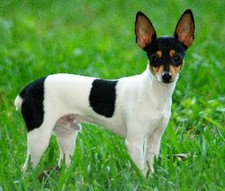 Imagen de Fox Terrier Toy