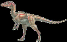 Imagen de Eoraptor
