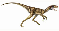 Imagen de Eotyrannus