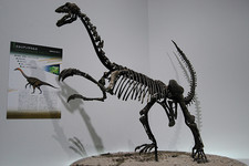Imagen de Erliansaurus