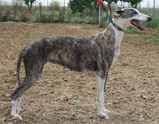 Imagen de Galgo Espaol