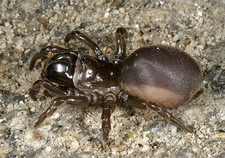 Imagen de Atypus affinis